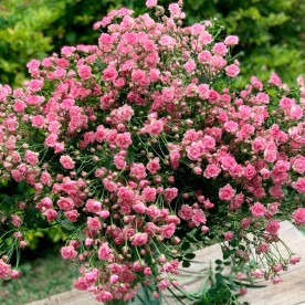 Роза штамбовая миниатюрная Тини Вини, розовая (Teeny Weeny, pink)