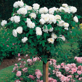 Роза штамбовая миниатюрная Тини Вини, белая (Teeny Weeny, white)