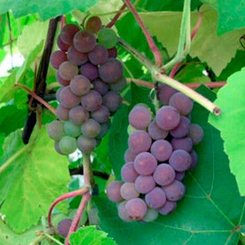 Виноград плодовый Фабел