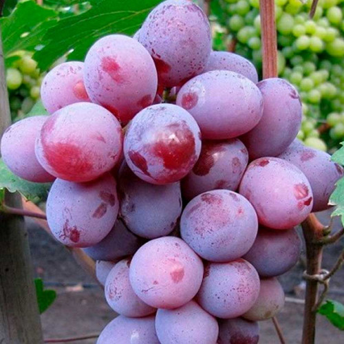 Виноград плодовый Граф Монте-Кристо
