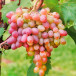 Виноград плодовый Ливия