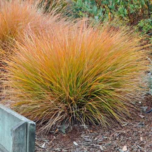 Осока терракотовая (Carex testacea, orange sedge)