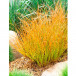 Осока терракотовая (Carex testacea, orange sedge)